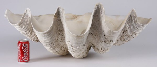 One half of a giant fluted clam shell: One half of a giant fluted clam shell (Tridacna gigas), 13"h x 32"w x 18"d.