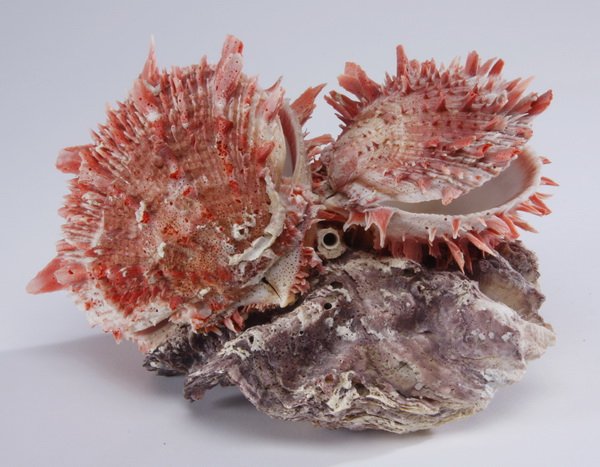 Two thorny oyster seashell pairs on coral: Two thorny oyster seashell pairs on a coral formation, 5.5"h x 9"l x 5"w.