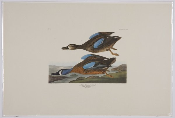 (4) Audubon / Amsterdam Edition lithographs: Group of four colored lithographs, 1971-1973, after John James Audubon (French / American, 1785-1851), from "The Birds of America", Amsterdam Edition, printed by G. Schut & Zonen, including "Blue-wing