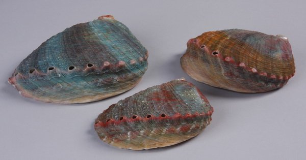 Three threaded abalone shells: Three threaded abalone shells (Haliotis assimilis), (1) green 2"h x 5.25"l x 4.25"w, (1) orange 1.5"h x 4.25"l x 3.25"w, and (1) red 1.5"h x 4"l x 3.25"w.