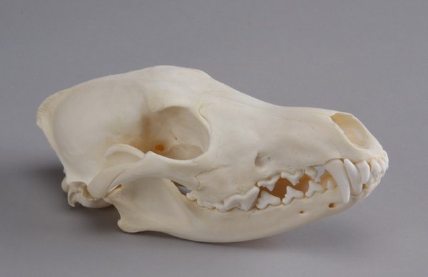 (2) Bleached coyote skulls: Two specimen examples of coyote skulls, (1) 3.25"h x 8"l x 4"w, (1) 2.35"h x 10.5"l x 6"w.