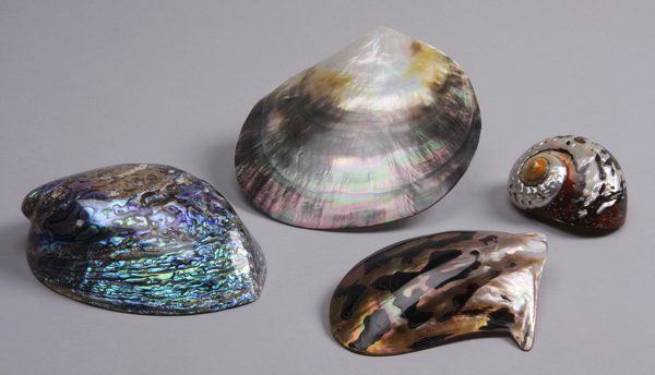 Group of pearled seashells: Group of pearled seashells, including (1) polished abalone 1.5"h x 5.25"l x 4.25"w, (1) abalone 1"h x 5.25"l x 3.75"w, (1) African turbo shell 1.5"h x 3"l x 2"w., and (1) mother of pearl slip .25"h x