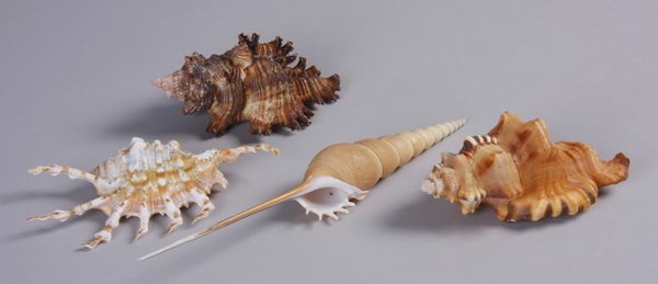 Group of four rare shells: Group of shells, including (2) murex shells (muricidae), each 2.5"h x 4.5"l, (1) scorpion conch shell (Lambis scorpio) .5"h x 5.5"l x 2.5"w, and (1) spindle shell (Tibia fusus) 1.5"h x 8.5"l.