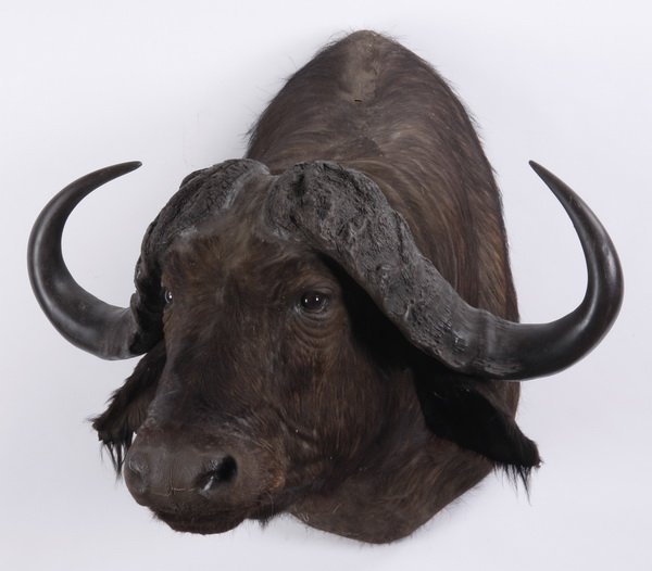 Cape buffalo shoulder mount: Cape buffalo shoulder mount, overall size 39"h x 40"w x 40.5"d.