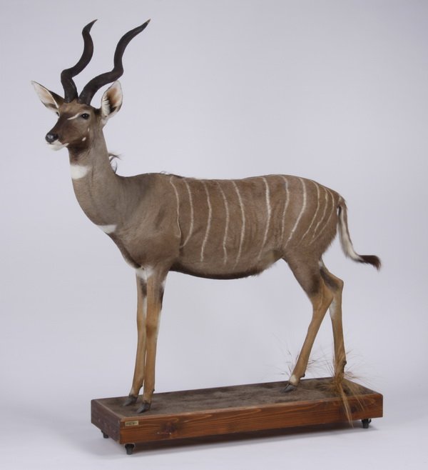 Lesser kudu full body mount: Lesser kudu, full body mount, overall size including base with wheels 71"h x 55"l x 20"w; base 6"h x 47.5"l x 17"w.