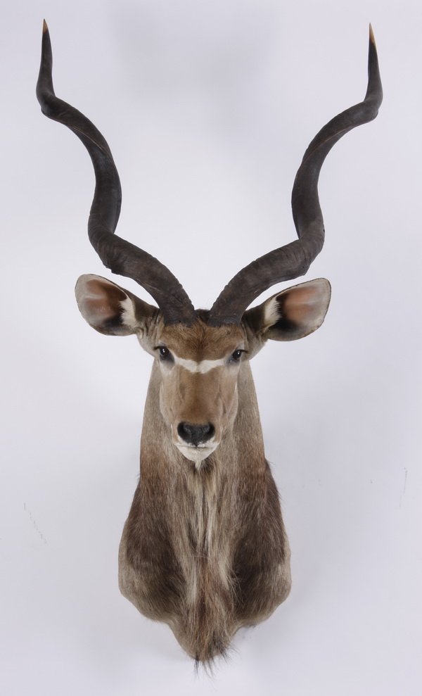Greater kudu shoulder mount: Greater kudu shoulder mount, overall size 64"h x 32"w x 35"d.