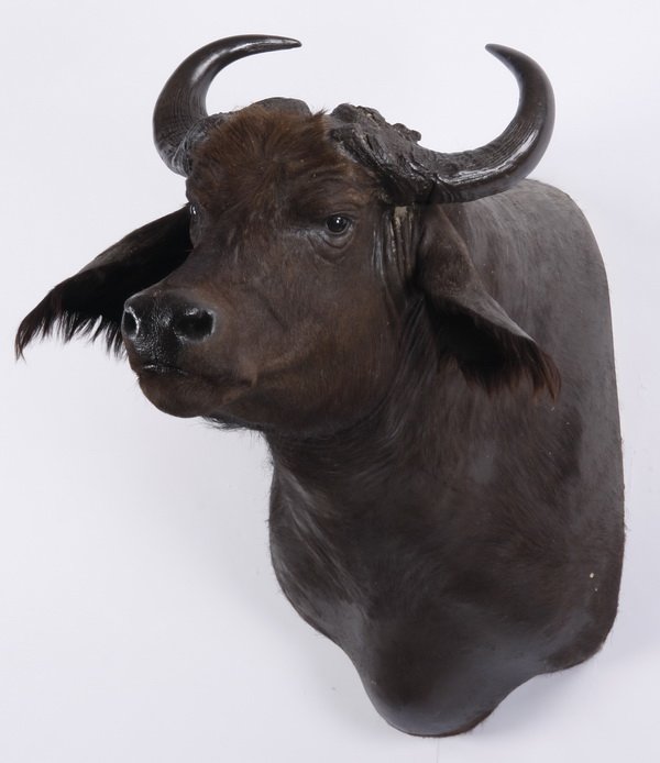 Nile buffalo shoulder mount: Nile buffalo shoulder mount, overall size 44"h x 39"w x 39"d.