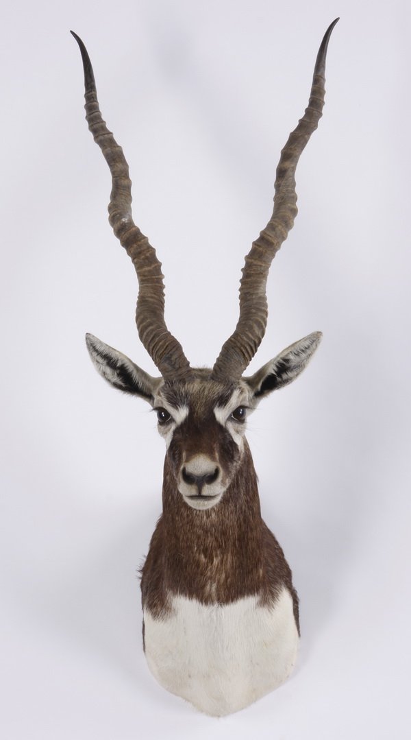 Black buck shoulder mount: Black buck shoulder mount, overall size 37"h x 14"w x 18"d.