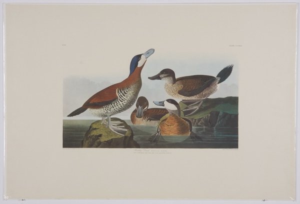(4) Audubon / Amsterdam Edition lithographs: Group of four colored lithographs, 1971-1973, after John James Audubon (French / American, 1785-1851), from "The Birds of America", Amsterdam Edition, printed by G. Schut & Zonen, including "Ruddy Duc