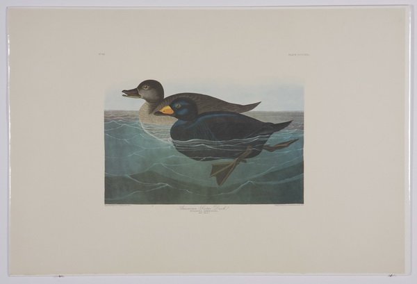 (4) Audubon / Amsterdam Edition lithographs: Group of four colored lithographs, 1971-1973, after John James Audubon (French / American, 1785-1851), from "The Birds of America", Amsterdam Edition, printed by G. Schut & Zonen, including "Spotted G
