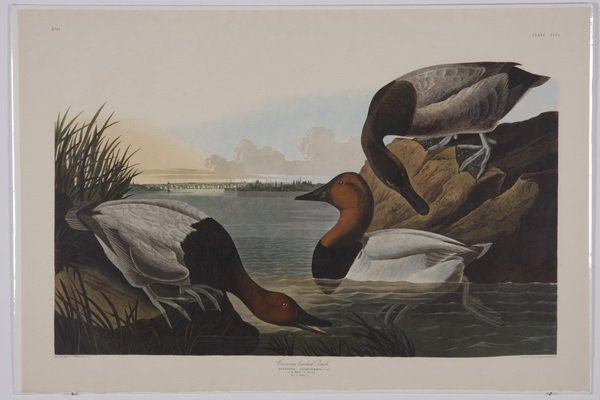 (4) Audubon / Amsterdam Edition lithographs: Group of four colored lithographs, 1971-1973, after John James Audubon (French / American, 1785-1851), from "The Birds of America", Amsterdam Edition, printed by G. Schut & Zonen, including "Canvas-ba