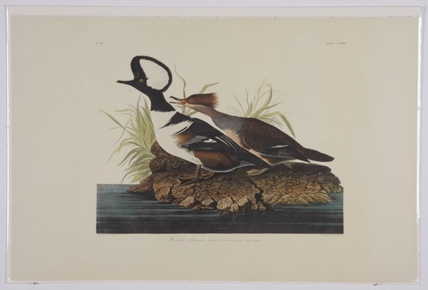 (4) Audubon / Amsterdam Edition lithographs: Group of four colored lithographs, 1971-1973, after John James Audubon (French / American, 1785-1851), from "The Birds of America", Amsterdam Edition, printed by G. Schut & Zonen, including "Hooded Me
