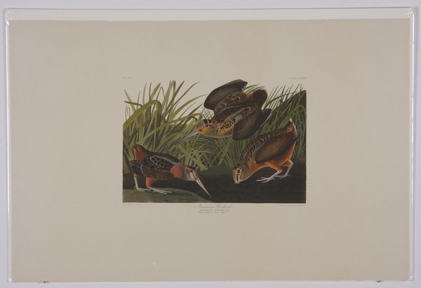 (4) Audubon / Amsterdam Edition lithographs: Group of four colored lithographs, 1971-1973, after John James Audubon (French / American, 1785-1851), from "The Birds of America", Amsterdam Edition, printed by G. Schut & Zonen, including "American 