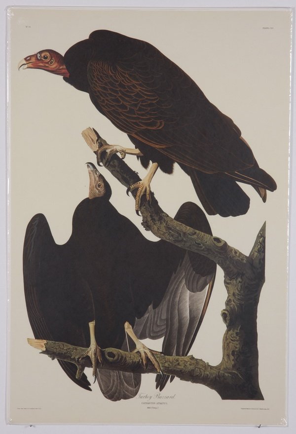 (4) Audubon / Amsterdam Edition lithographs: Group of four colored lithographs, 1971-1973, after John James Audubon (French / American, 1785-1851), from "The Birds of America", Amsterdam Edition, printed by G. Schut & Zonen, unframed on woven pa