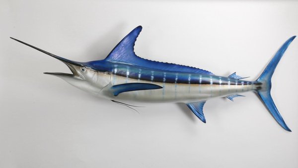 Striped marlin fish mount: Striped marlin fish mount from Piña's Bay, Panama, posed with raised bill, facing the viewer's left side, 101"l (nose to tail) x 33"h (length of tailfin).