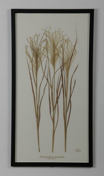(3) Becky Davis signed botanicals (1 of 9)