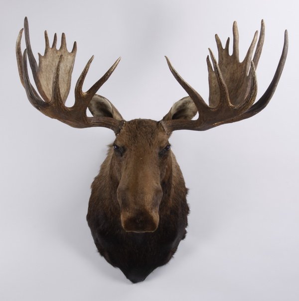 Moose shoulder mount (1 of 3)