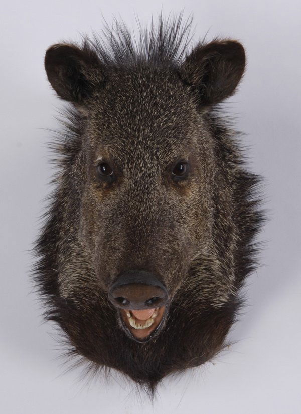 Javelina shoulder mount (1 of 3)