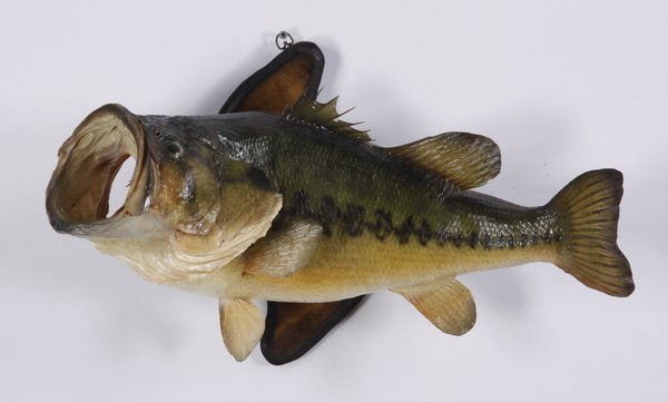 Largemouth bass mount (1 of 1)