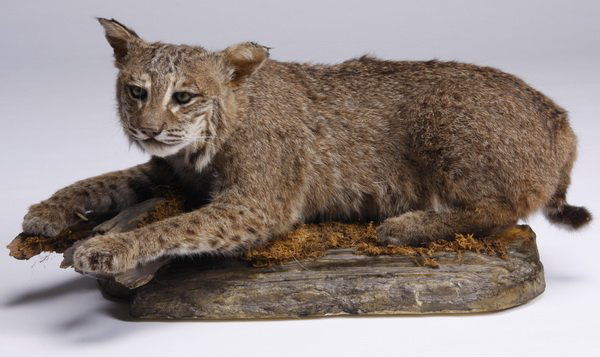 Seated bobcat full body mount (1 of 2)