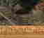 item-41641805=3