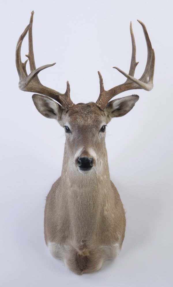 American deer shoulder mount (1 of 3)