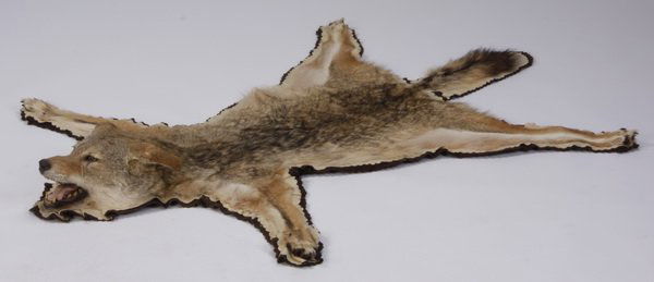 Coyote hide rug (1 of 1)