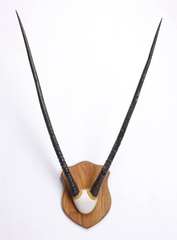 African gemsbok antler mount (1 of 1)