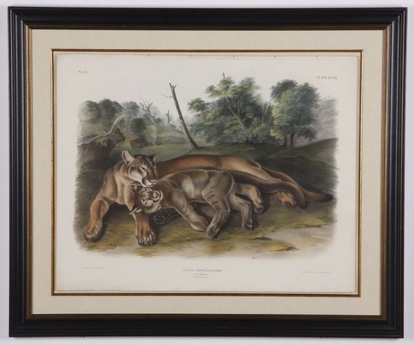 James Audubon original litho, circa 1846 (1 of 5)