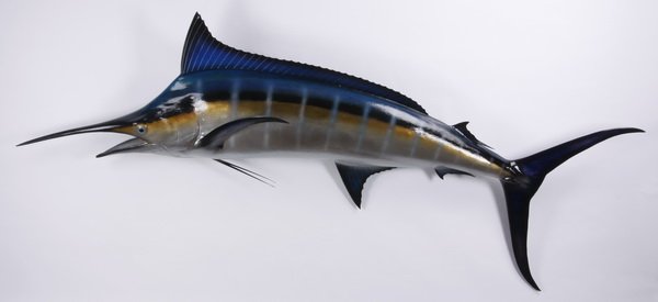 Black marlin mount, 118" long: Black marlin mount, overall size 38"h x 118"l x 18"w.