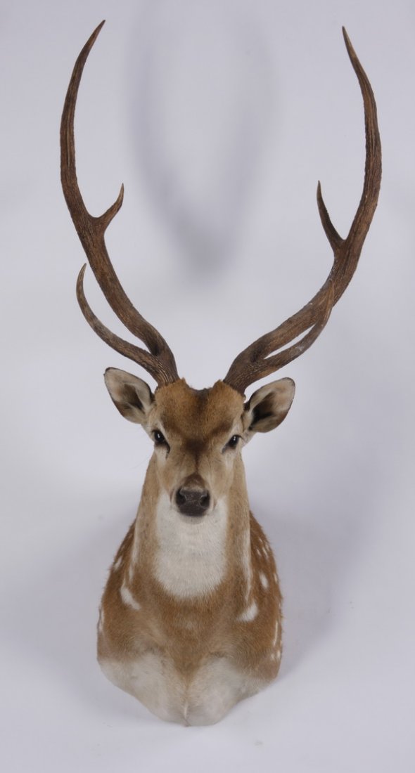 Axis deer shoulder mount (1 of 3)