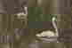 item-47146725=2