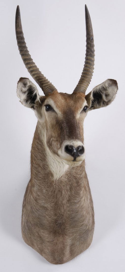 Water buck shoulder mount (1 of 3)