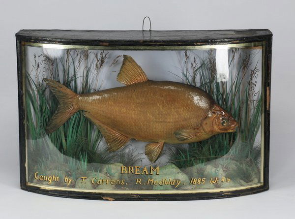 19th c. English fishing trophy, 25"w (1 of 1)
