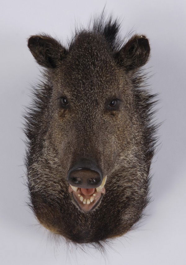 Javelina shoulder mount (1 of 3)