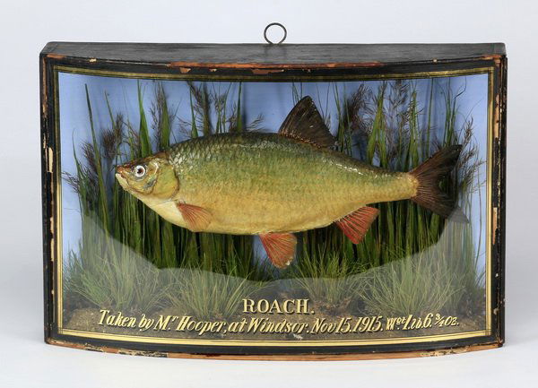 English fishing trophy, early 20th c., 18"w: English fishing trophy,1915, mounted in a curved glass and wood case constructed as a naturalistic diorama displaying a single fish and labeled 'Roach Taken by Mr. Hooper Windsor, Nov 15, 1915,' 11.5"