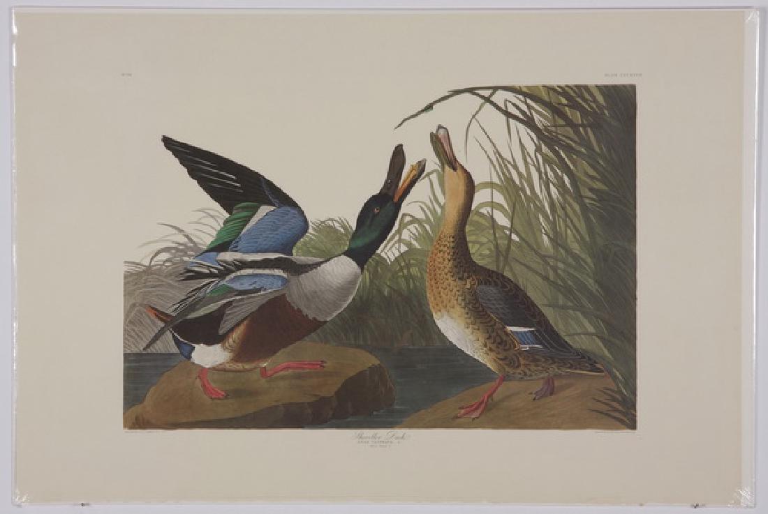 (4) Audubon / Amsterdam Edition lithographs: Group of four colored lithographs, 1971-1973, after John James Audubon (French / American, 1785-1851), from "The Birds of America", Amsterdam Edition, printed by G. Schut & Zonen, including "Shovelter