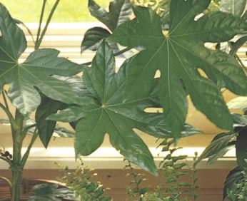 Artist Unknown - Botanical 1 - Offset Lithograph 19" x 23.5"