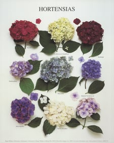 Roger Phillips - Hydrangeas - 2000 Poster - Photography, Vintage