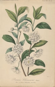 Francois Herincq - Prunus Chinensis (Blume), Var a fleurs blanches doubles - Print - Vintage,