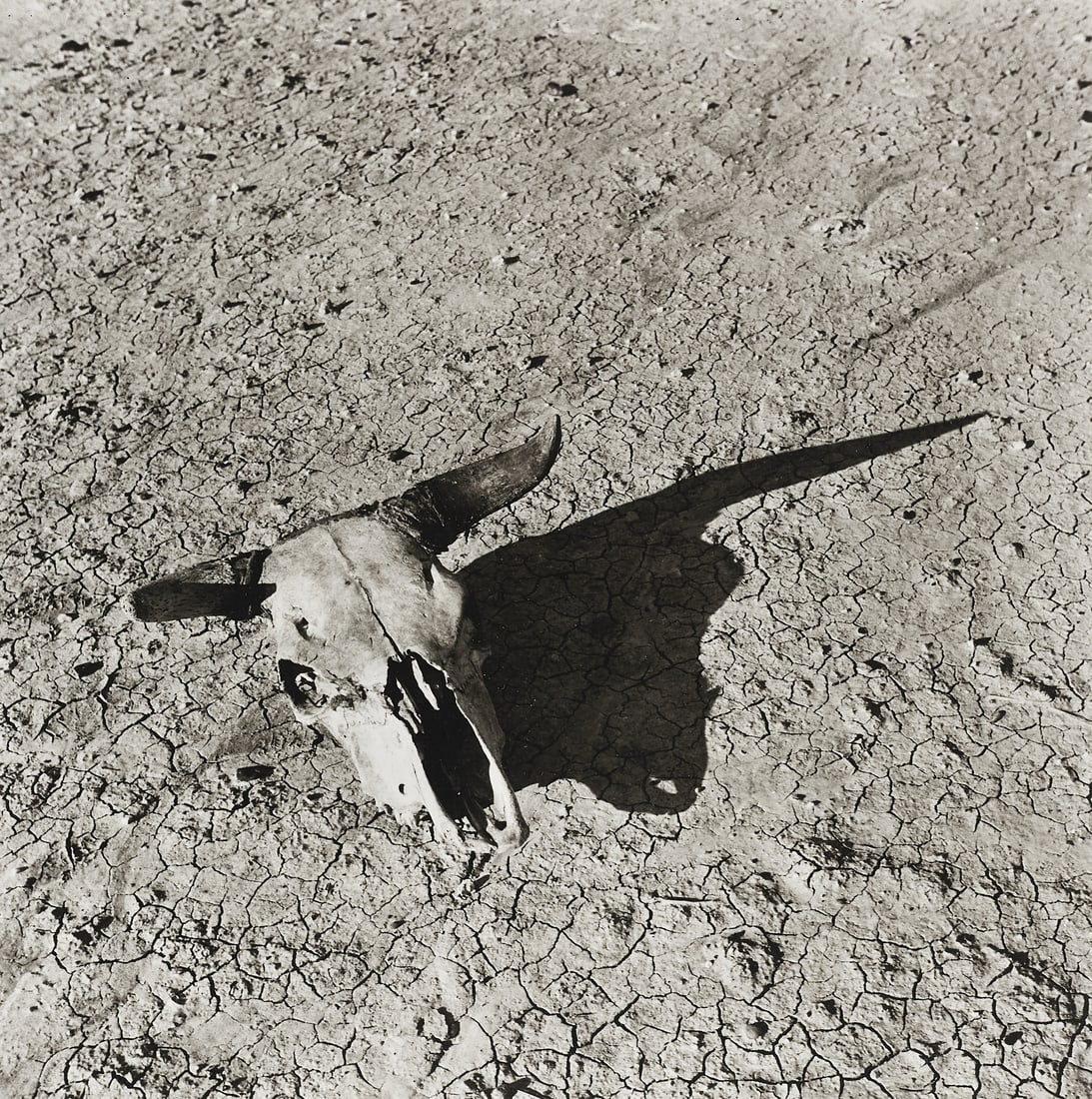 ARTHUR ROTHSTEIN (1915 –1985) - Skull Bad Lands, South Dakota 1936: Gelatin silver print, printed in 1981, mounted on original cardboard 25 x 24,9cm Signed by the photographer in pencil in the margin lower right, portfolio label and numbered on the reverse, Edition #1