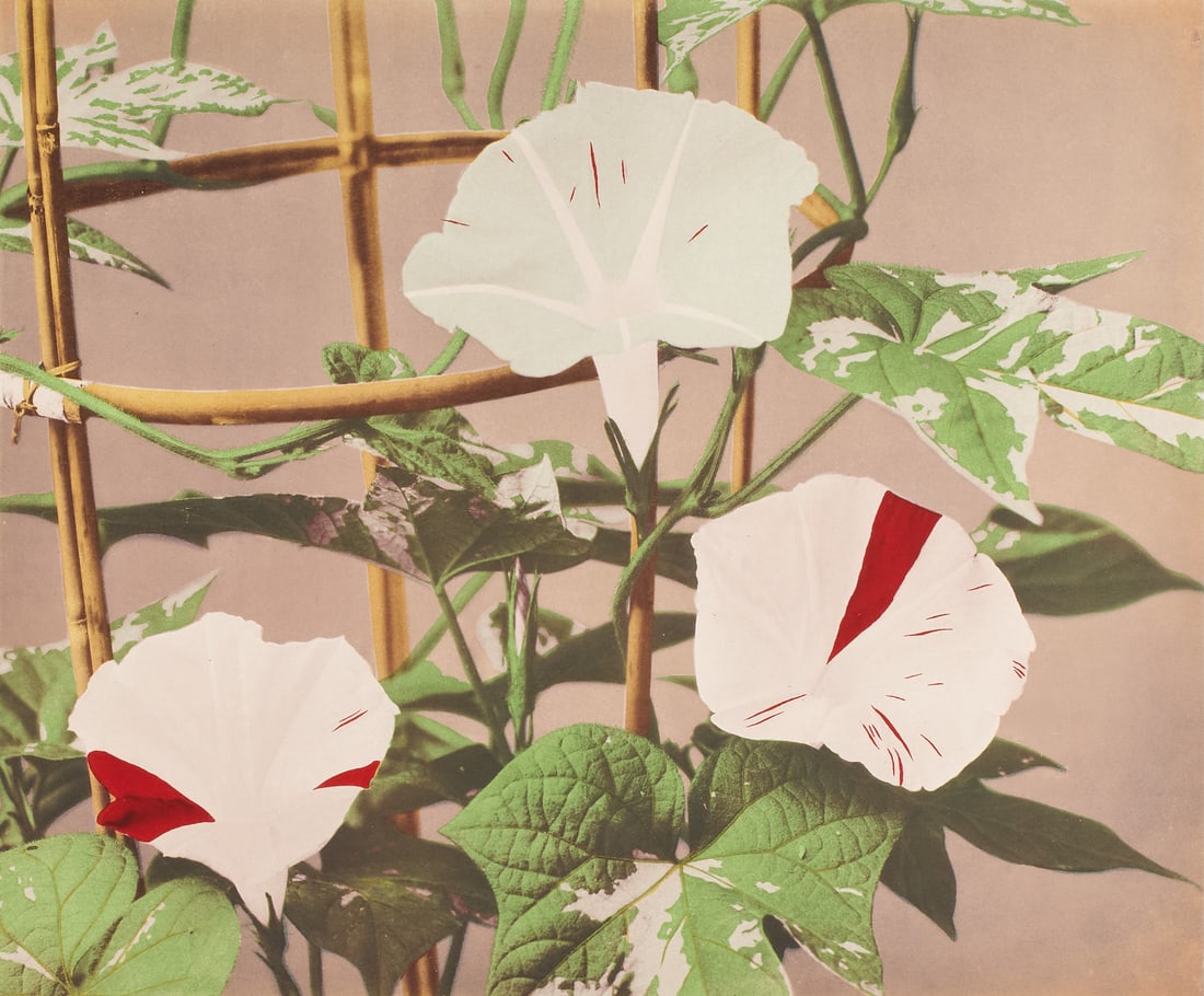 OGAWA KAZUMASA (1860-1929) - Multi-coloured collotype of a morning glory, Japan 1890s: Vintage Colour-Collotype 22,0 x 26,5 cm (8.7 x 10.4 in) Sheet size 31 x 40 cm (12 x 16 in)