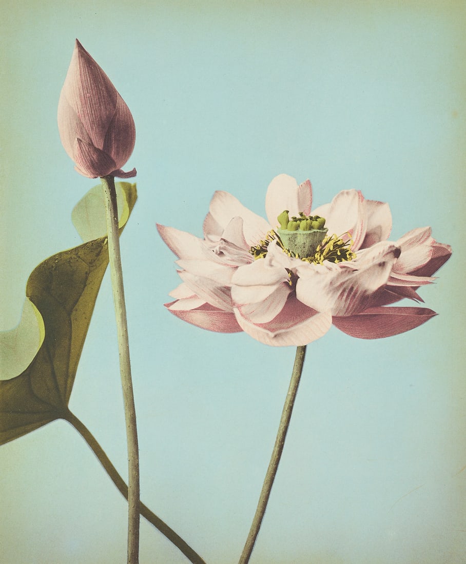 OGAWA KAZUMASA (1860-1929) - Multi-coloured collotype of a lotus blossom, Japan 1890s: Vintage Colour-Collotype 26,2 x 21,7 cm (10.3 x 8.5 in) Sheet size 30 x 31 cm (12 x 16 in)