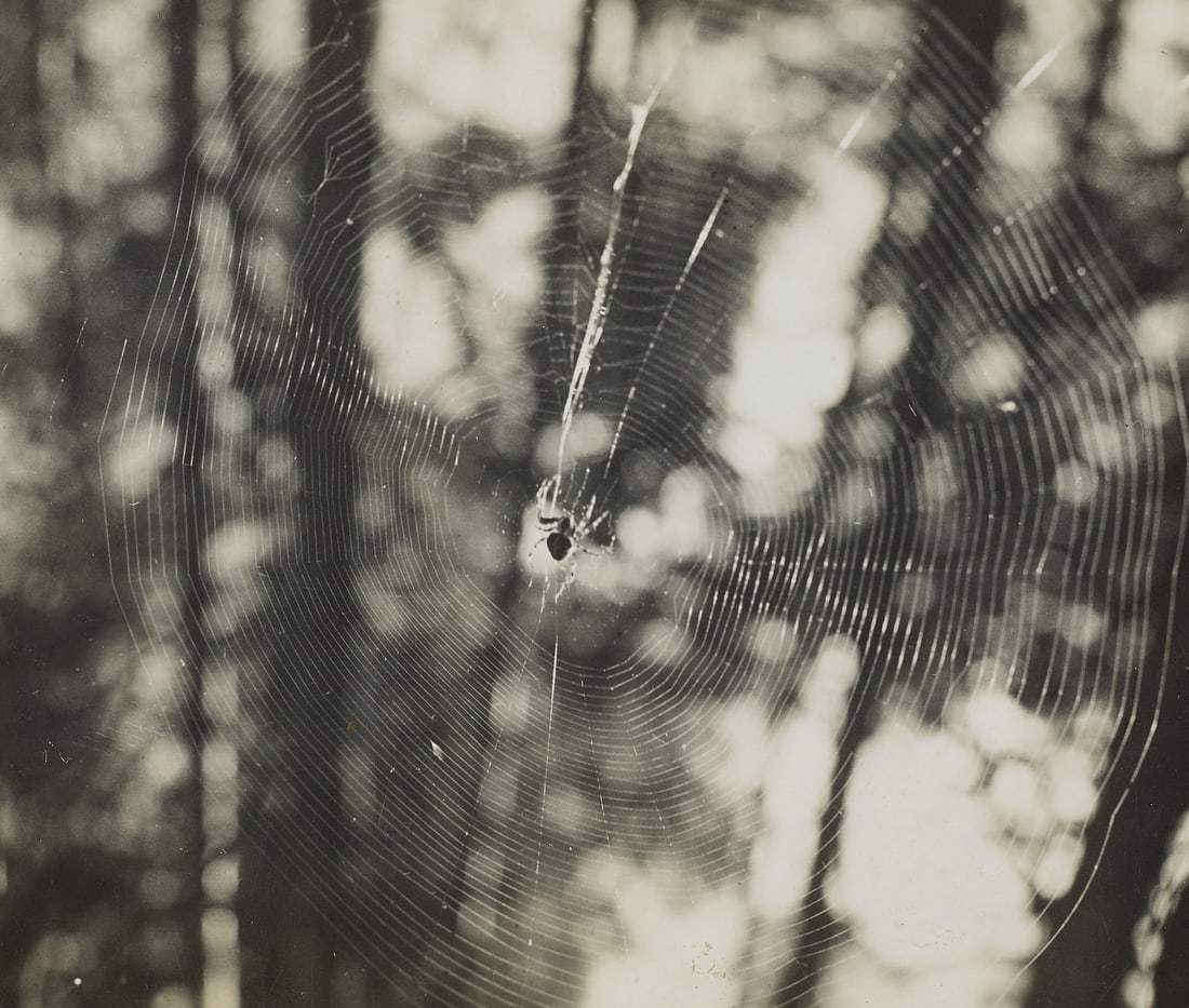 RAOUL HAUSMANN (1886–1971) - Untitled (Spider web), Limoges, France c.1930s (1 of 2)