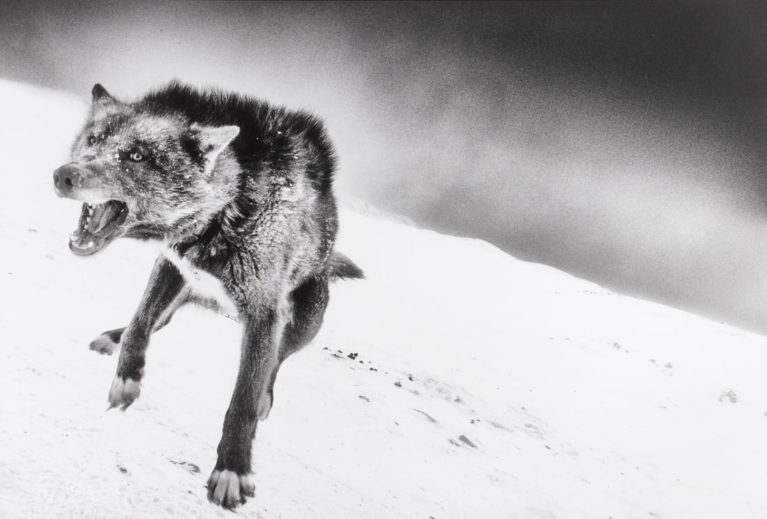 RAGNAR AXELSSON (*1958) - Wolf, Greenland 2017: Gelatin silver print, printed 2026 27,2 x 40,0 cm (10.7 x 15.8 in) Signed, titled and dated by the photographer in pencil on the reverse; Leica Darkroom Edition #1/3 PROVENANCE the print comes directl