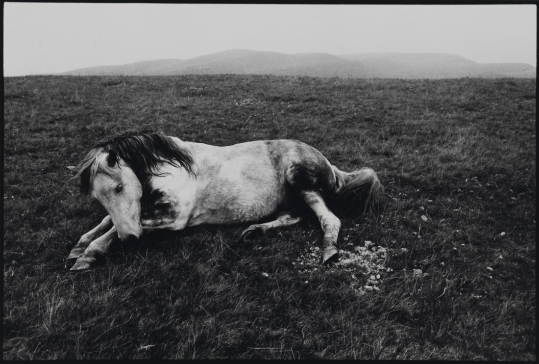 BRUCE DAVIDSON (* 1933): ‘The Welsh Pony’ (from ‘Welsh Miners’) Wales 1965, Gelatin silver print, printed in the 1990s 15,3 x 22,6 cm Signed by the photographer in pencil on the reverse LITERATURE: W. Manchester (ed.)
