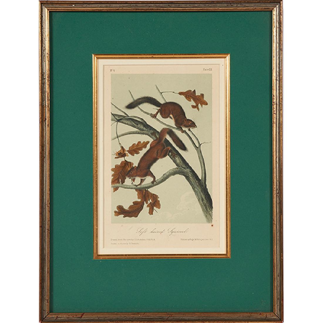 After John James Audubon (1785-1851), five hand-colored (1 of 5)