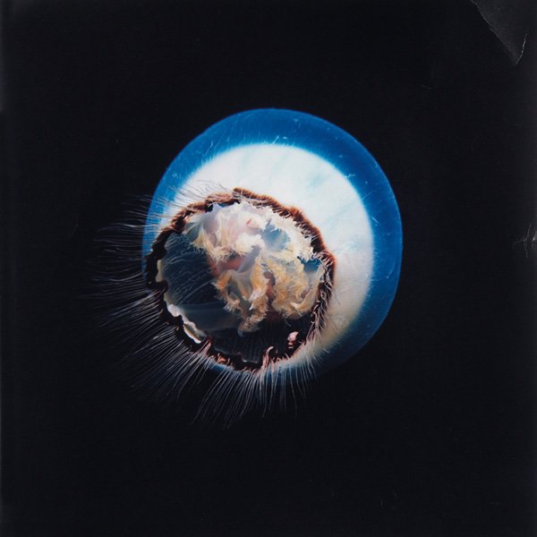Douglas Faulkner, Jellyfish and Sunlight : Douglas Faulkner (American, 20th century) "Jellyfish and Sunlight" and "Moon Jellyfish," 1989, group of two "C" print photographs, signed with personal notation, edition 1/1, each 20" x 24", unframed