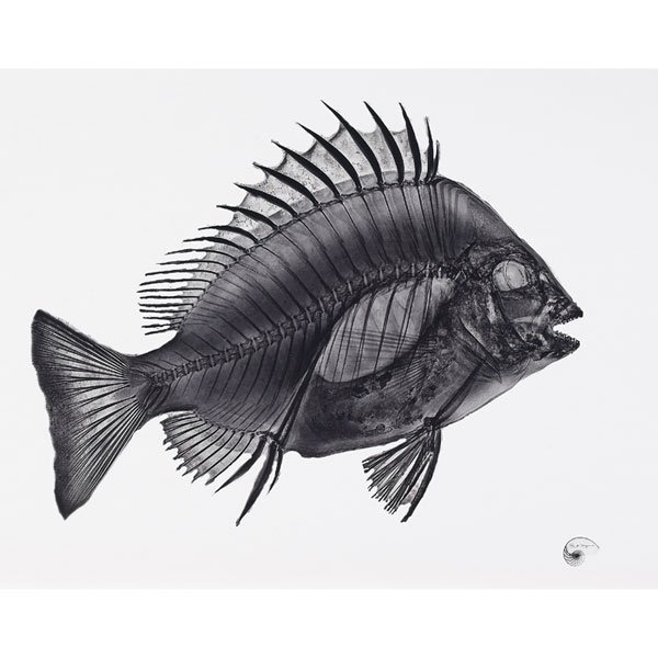 Bert Meyers X-Ray, photograph: Bert Meyers "X-Ray - Sheephead," c. 2005 photograph signed in image, hand-signed on verso edition of 10 16" x 20" unframed