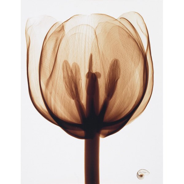 Bert Meyers X-Ray, photograph: Bert Meyers "X-Ray - Tulip Blossom Sepia," c. 2004 photograph signed in image, hand-signed on verso edition of 10 20" x 16" unframed